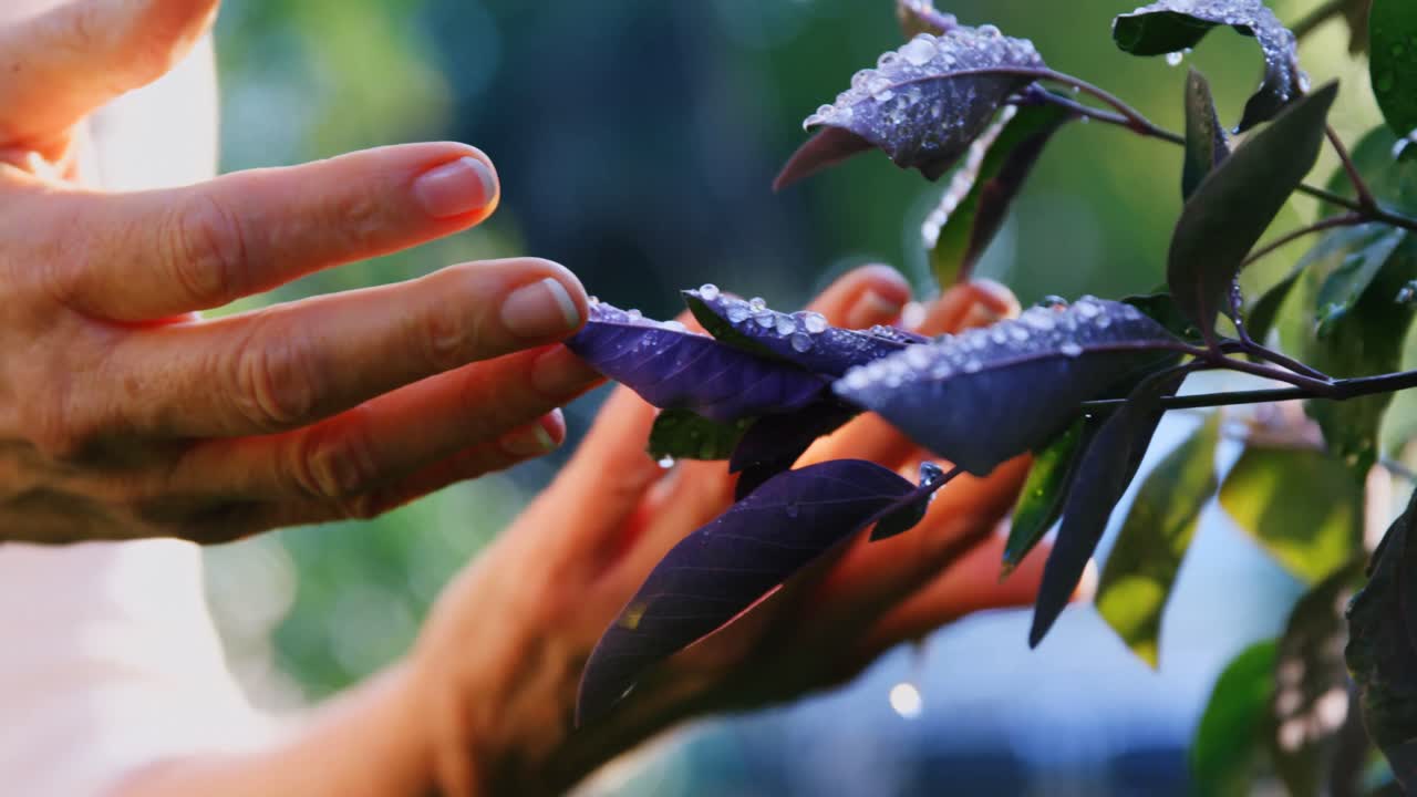 primer plano de la planta de control de gardner