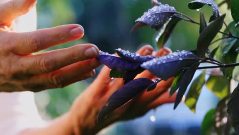 Close-up-of-gardner-checking-plant