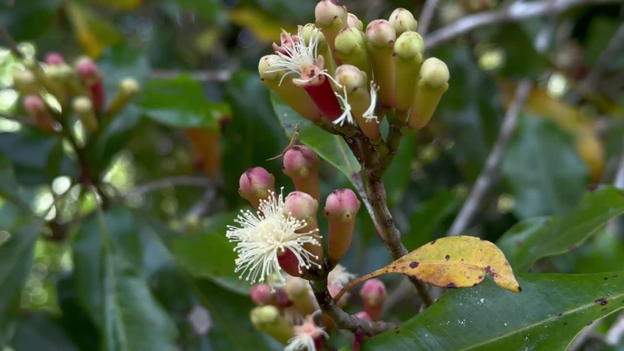 마다가스카르의 마소알라 마을에서 이 뽑히기를 기다리고 있습니다.