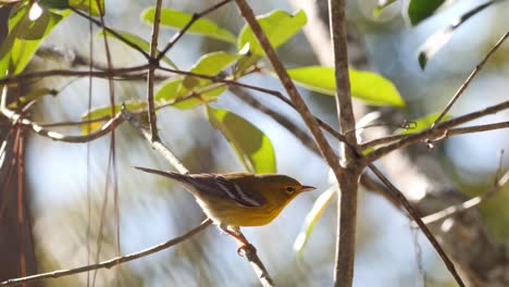 pine warbler bird perched in a tree