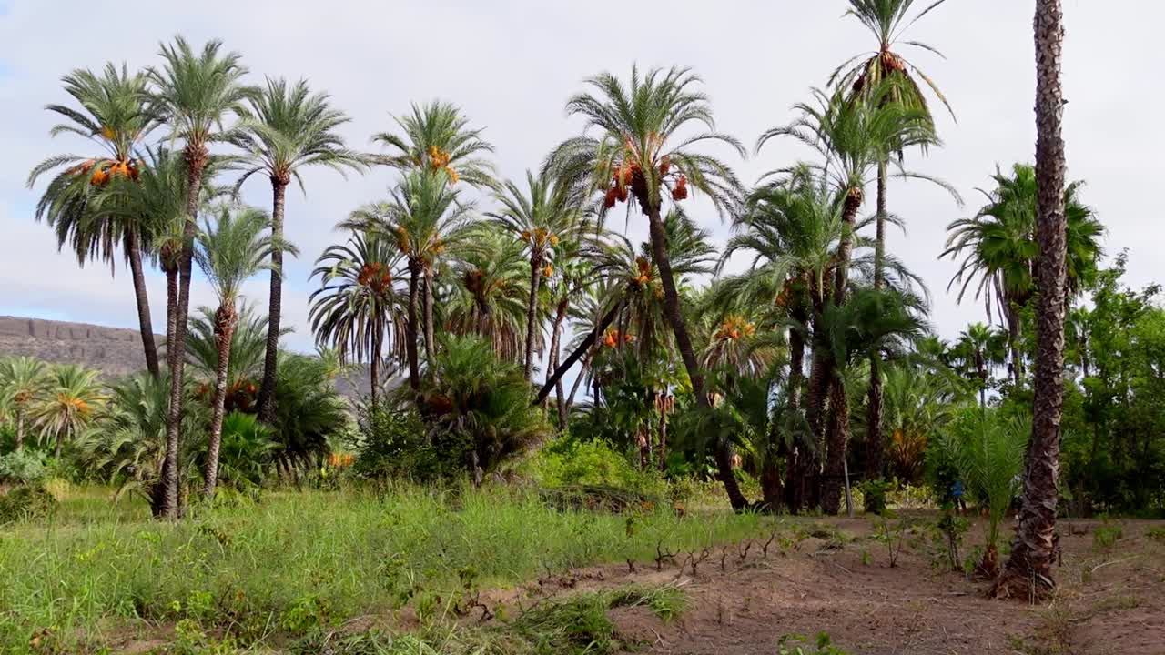 Establishing shot, Scenic view of Palm trees in Isla Holbox, Mexico, blue sky in the background