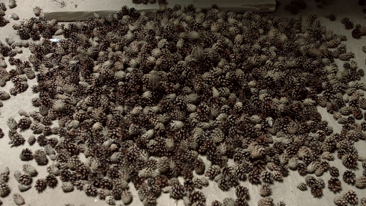 가공 중에 소나무 씨 ⁇ 을 정화하는 자동화된 라인