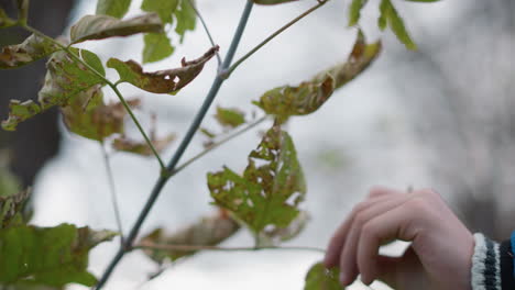 close-up hand view of white child carefully observing rusted leaf before plucking it from branch, background features soft blur of foliage and branches