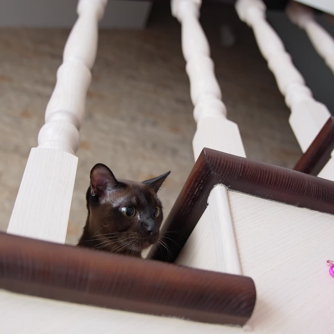 Cheerful attractive kitty playing with toy. Cute little looking for toy
