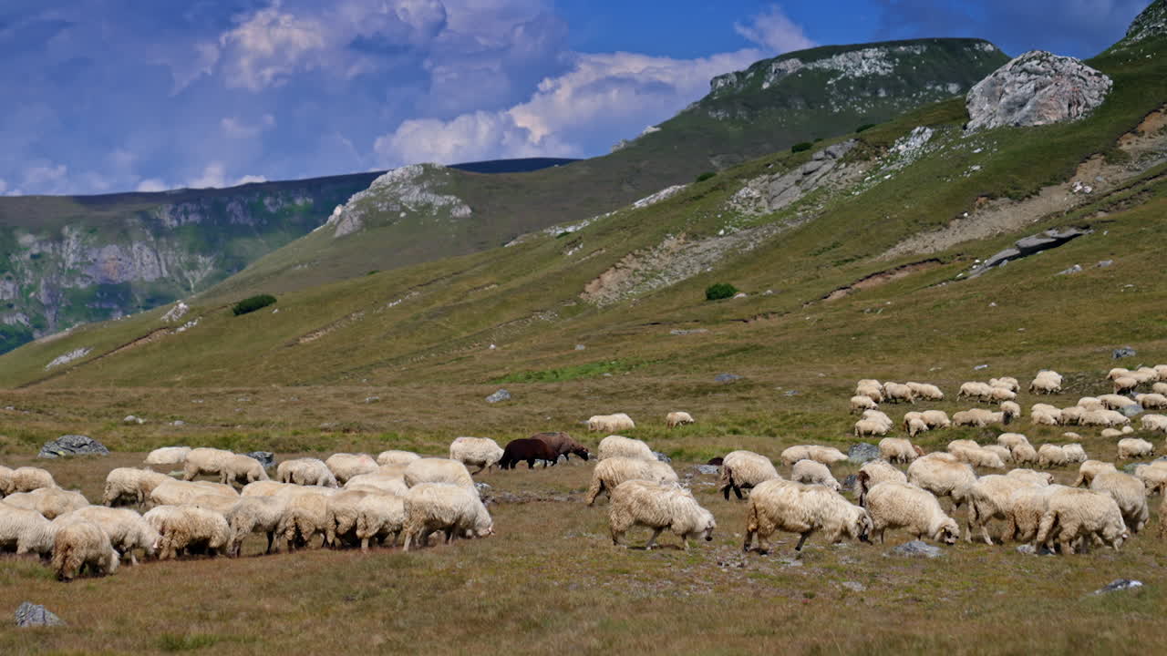 Gregge di pecore al pascolo in un prato verde. Un grande gruppo di pecore pascola pacificamente in un lussureggiante prato verde sotto un cielo azzurro brillante con nuvole soffici