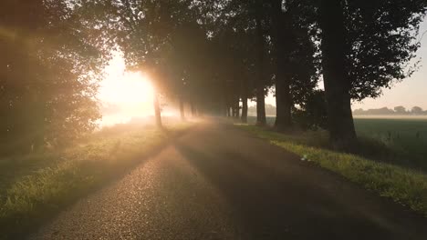 view of a scenic road between trees during a beautiful morning sunrise with mist or fog at the countryside