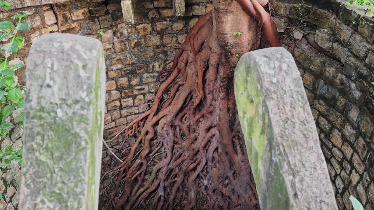 Tilt-down shot revealing a peepal tree rooted deep inside an old stone well, its thick tangled roots spreading across mossy walls in dramatic detail