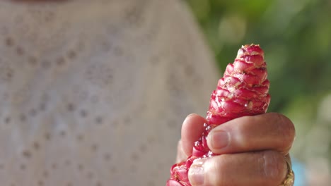 woman squeezing pink flower head of zingiber zerumbet or shampoo ginger - close up