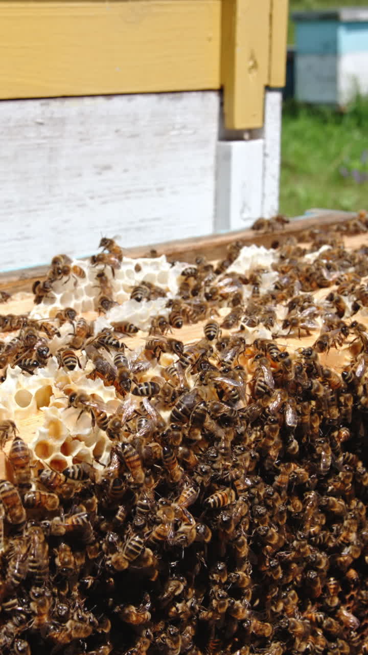 Frames set in rows inside the bee hive. Honeycombs covered heavily with thick layer of worker bees. Close up. Vertical video