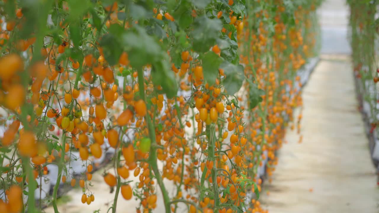 온실 농장에서 자라는 토마토 줄의 손잡이. 생태 제품 개념