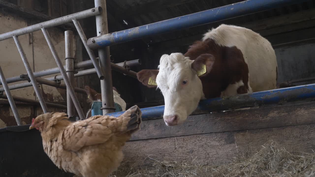 Mucca marrone e bianca che mangia e si nutre di fieno nel fienile e erba secca in una fattoria biologica nei Paesi Bassi