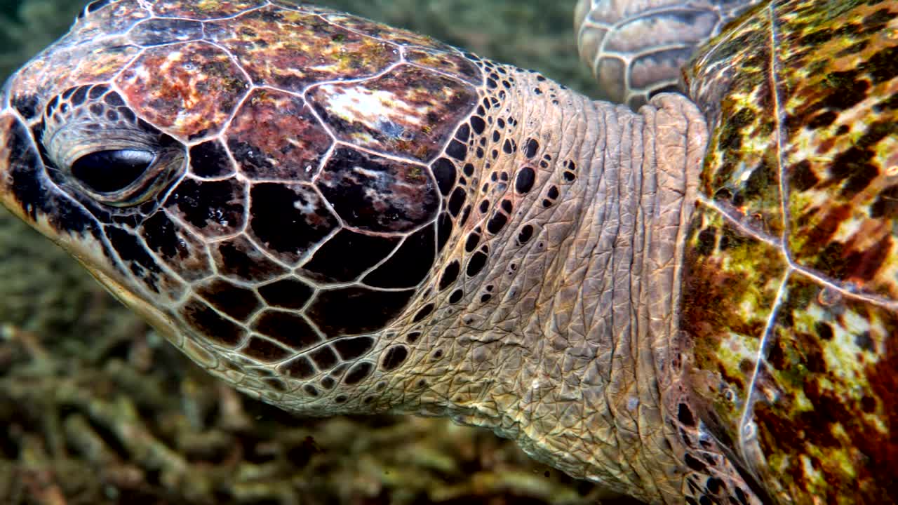 cerca de la cabeza de la tortuga verde del mar. video submarino de una enorme tortuga de mar en la vida silvestre del océano profundo. buceo o snorkel.