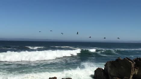 Squadron-of-pelicans-flying-along-the-ocean-waves