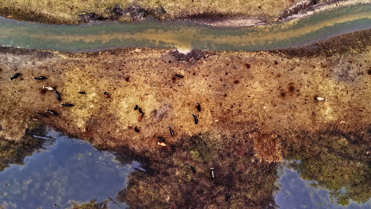 Aerial view of a marshy or wetland area with a group of cattle grazing or resting