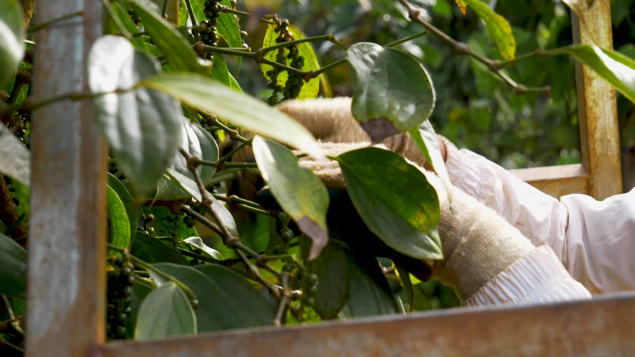 manos de una persona irreconocible recogiendo y cosechando granos de pimienta, de cerca