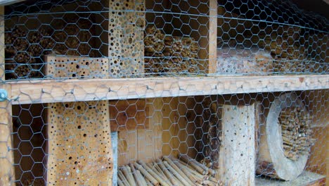 wild beehive - wild bees - nature