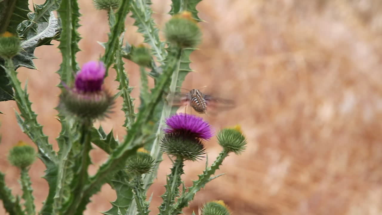 la polilla del colibrí rayado bebe néctar de la flor del cardo de leche púrpura