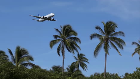 airplane flying over palm trees