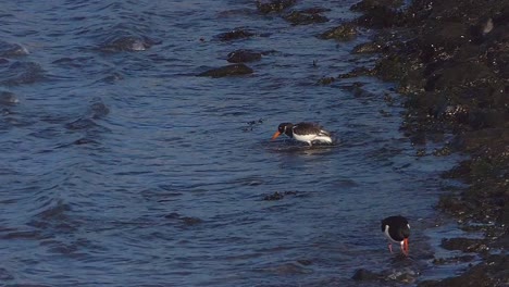 Oystercatcher-washes-herself-in-the-sea-slowmotion-60-fps