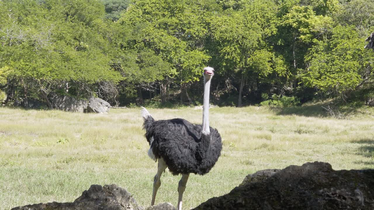 Primo piano di uno struzzo nel suo habitat naturale, uno spazio ricco di vegetazione e rocce.