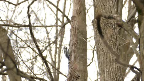 yellow-bellied sapsucker woodpecker pecking a dry trunk in search of food