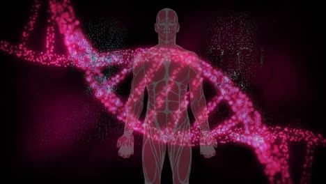 Animation-of-dna-strand-spinning-over-human-body