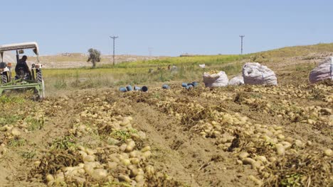 eliminación de la patata del suelo, cosecha de la patata.