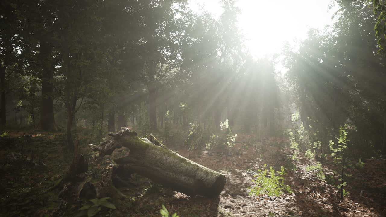 árboles del bosque naturaleza madera verde vista de la luz del sol