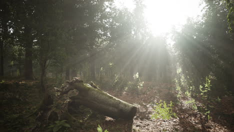 árboles del bosque naturaleza madera verde luz del sol vista