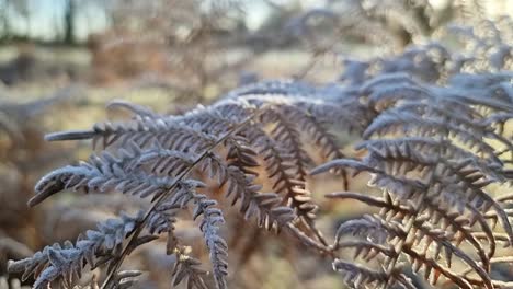 hojas de helecho cubiertas de helada congeladas en el parque rural estacional escena de invierno desierto