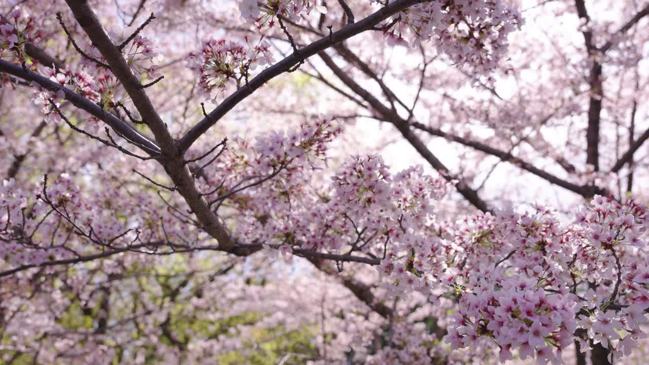 flores de cerezo en plena floración en el parque de tokio.