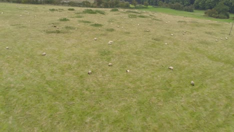 imágenes de drones moviéndose hacia adelante y panoramizando hacia arriba de un rebaño de ovejas en un campo en yorkshire, reino unido