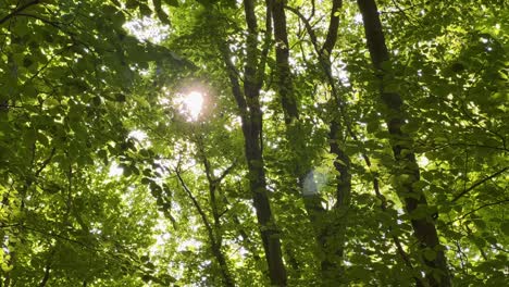 Blendendes-Sonnenlicht,-Das-Durch-Grüne-Blätter-Von-Bäumen-Fällt