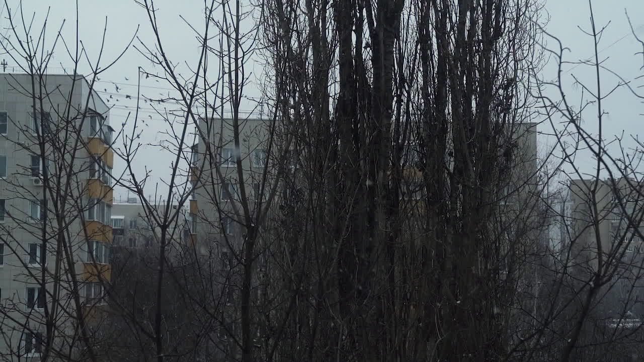 날아다니는 새, 집, 벌거벗은 나무가 있는 겨울 도시