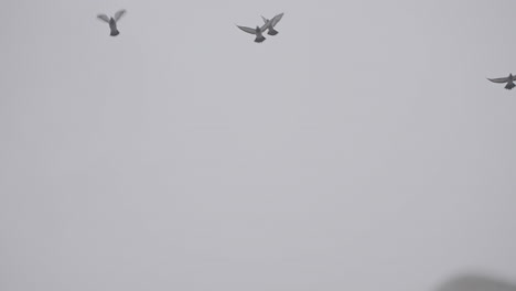 flock of pigeons flying against a grey sky in slowmotion log