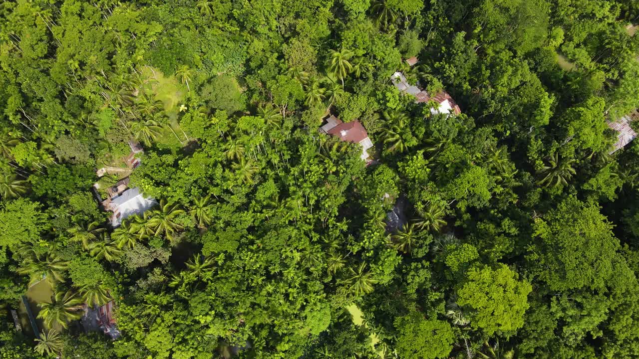 casas indígenas en medio de árboles en la selva amazónica - aérea de arriba hacia abajo