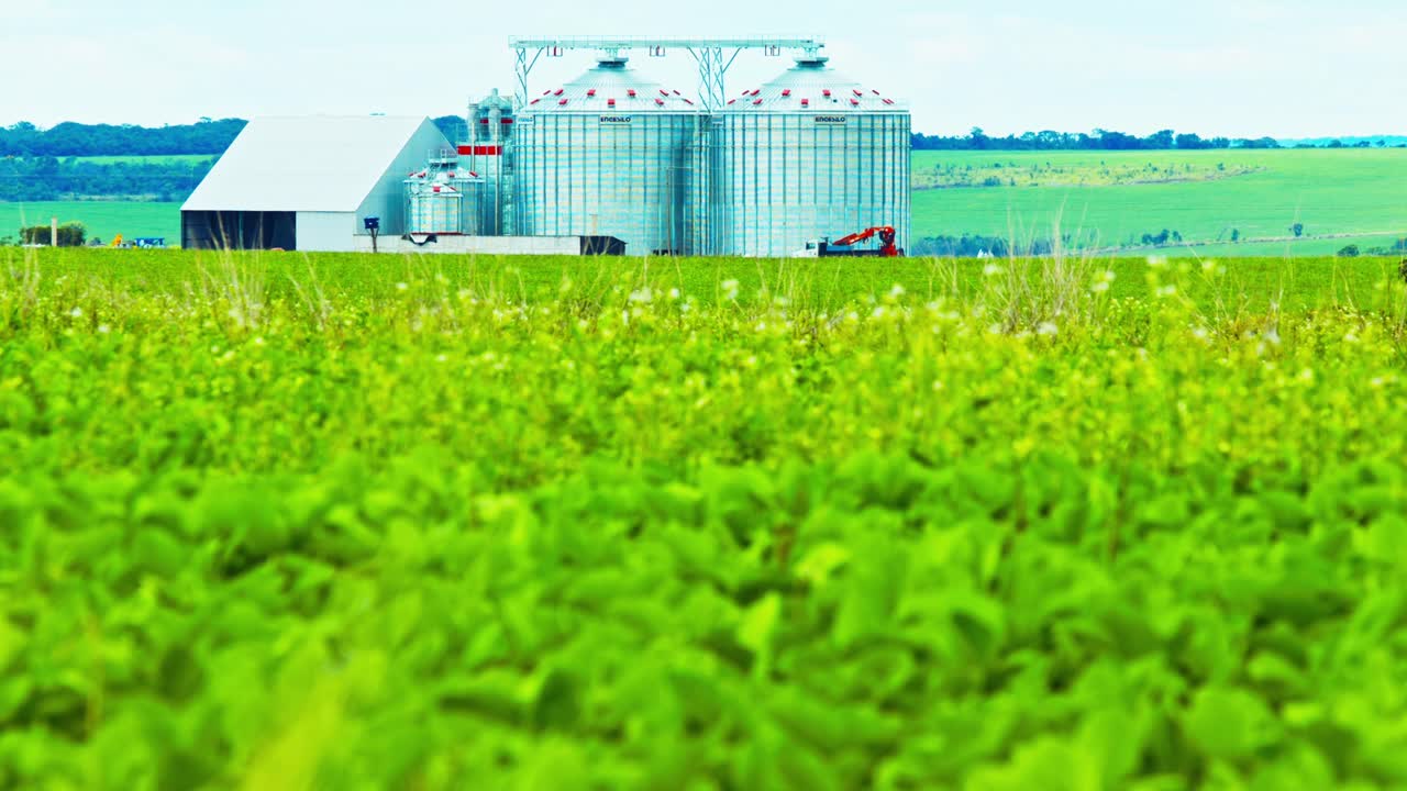 브라질의 농장 배경에 곡식 사일로가 있는 전경의 콩밭