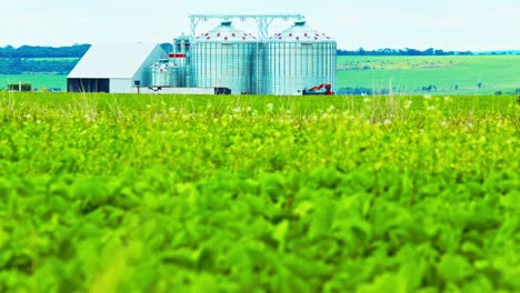 Campo-De-Soja-En-Primer-Plano-Con-Silos-De-Grano-En-El-Fondo-De-Una-Plantación-En-Brasil