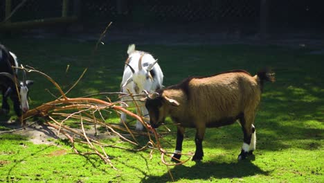 three goats of different colour and size are eating branch together on a vivid green grass cute wholesome friendship sharing food documentary cinematic beautiful sunny