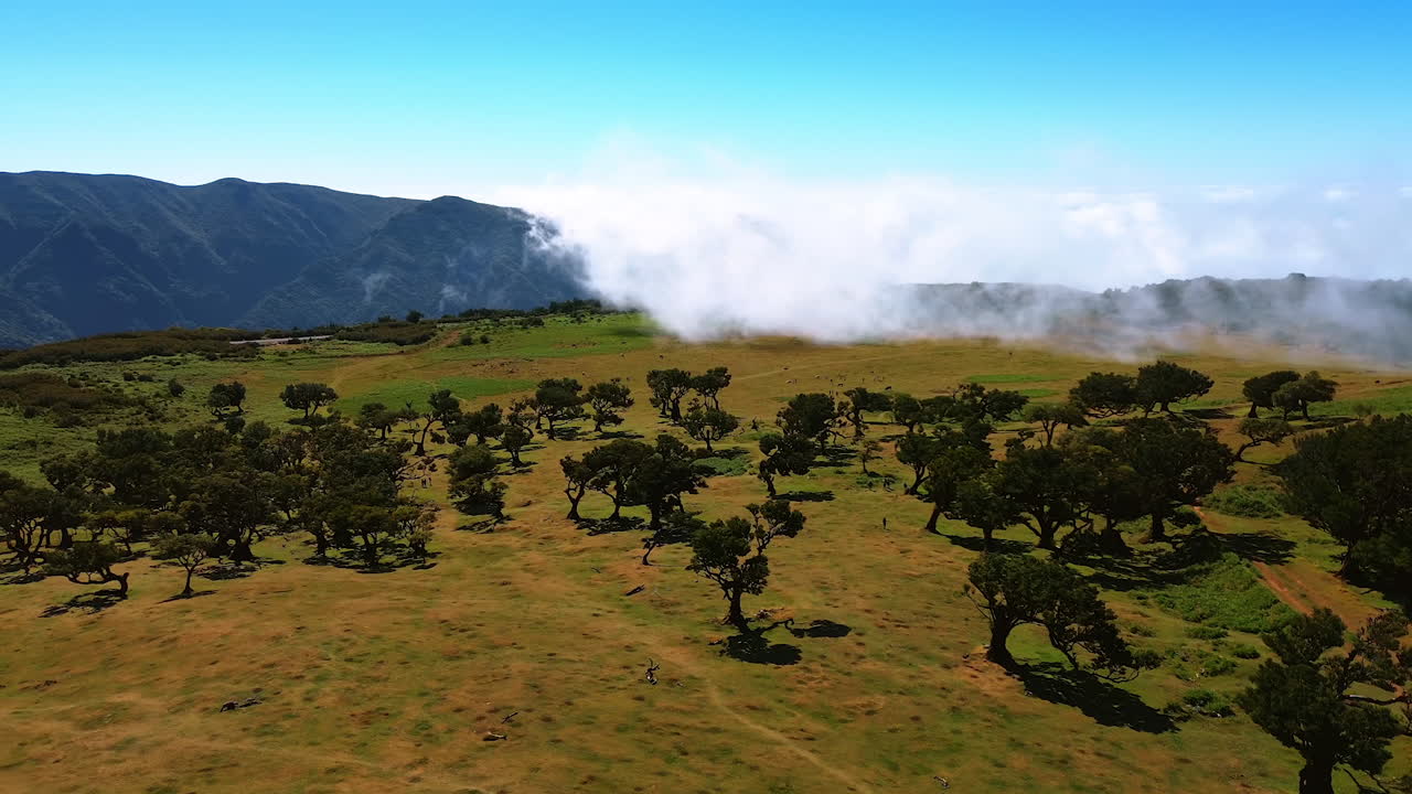 Crooked low trees grow in the meadow located on the top of the mountain. A cloud is covering the rock. Madeira Islands, Portugal.