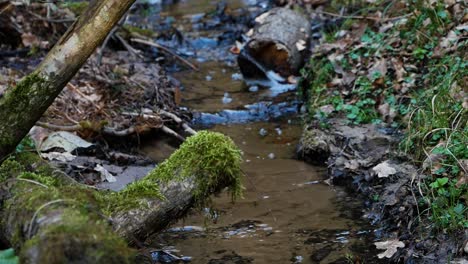 calm and beautiful spring forest stream in lithuania