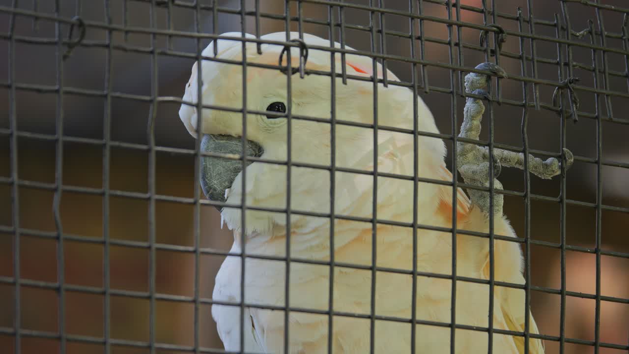 Salmon-Crested Cockatoo perched on a cage, close up