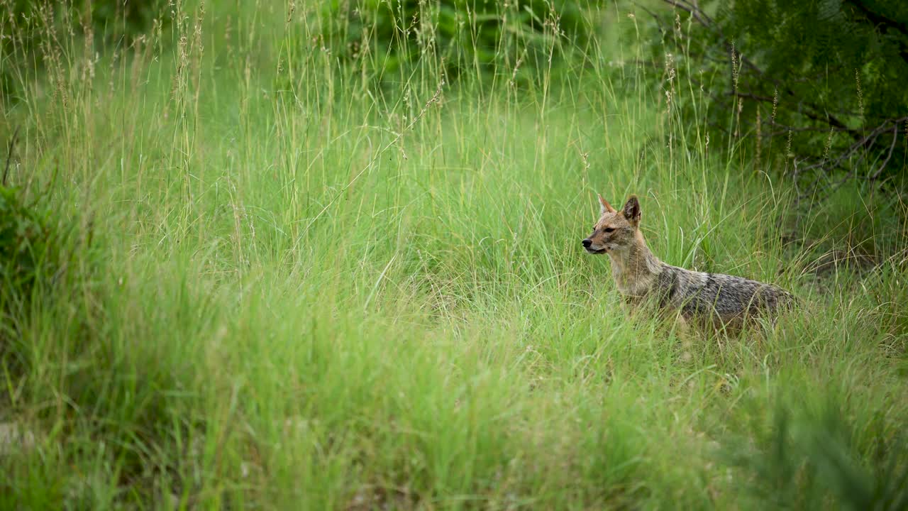 An Indian Jackal moves silently through tall green grass, alert and focused, scanning the field for food in the calm wild landscape