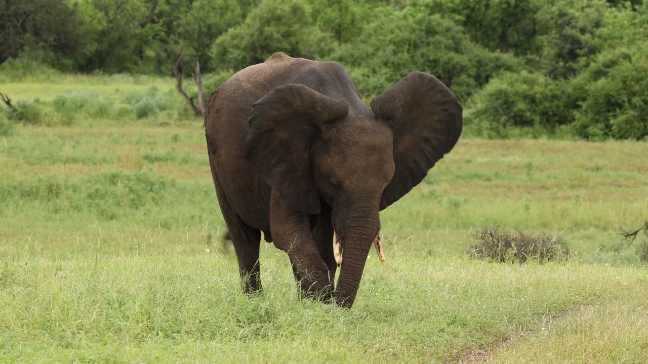 African elephant feeding on fresh green grass during the summer in Mashatu Game Reserve.