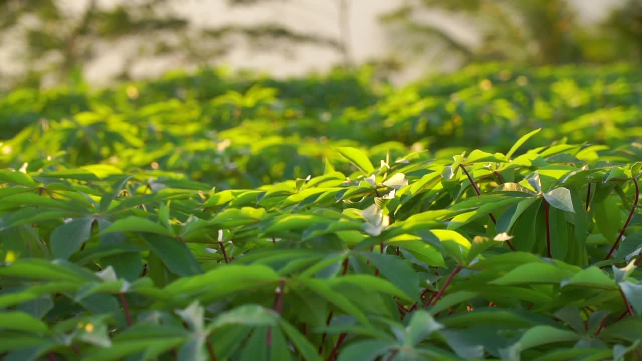 movimiento de siembra - hojas de la planta de mandioca balanceándose en el viento y golpeando por la luz del sol