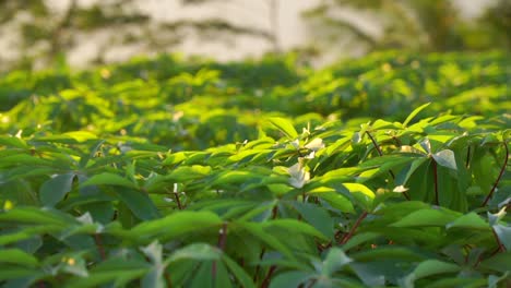 sow motion - cassava plant leaves swaying on the wind and hitting by sunlight