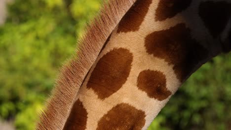 giraffe moving through lush green forest