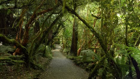 Path-through-a-lush,-moss-covered-temperate-rainforest-with-silverfern-in-New-Zealand