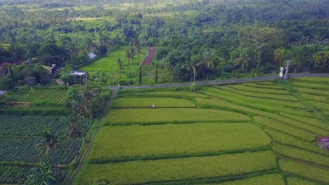 aerial withdraws from people standing in lush green bali rice field