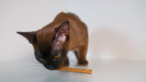 pedigree cat eating on white background. brown burmese kitten eats. purebred domestic animals. front view.